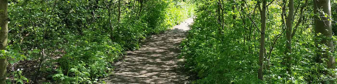 pathway through woods