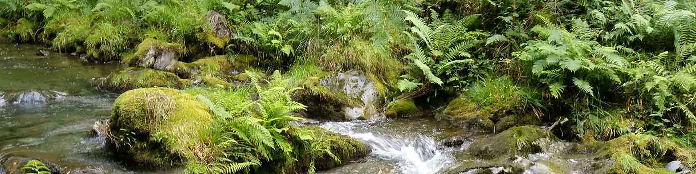 stream flowing over rocks